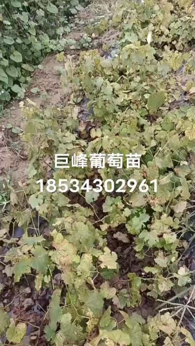 出售早熟巨峰葡萄苗。药用连翘苗，科研五号优质种苗，2/5年苗，药用连翘树，挂果树，全国包邮到家！财富密码18534302961
