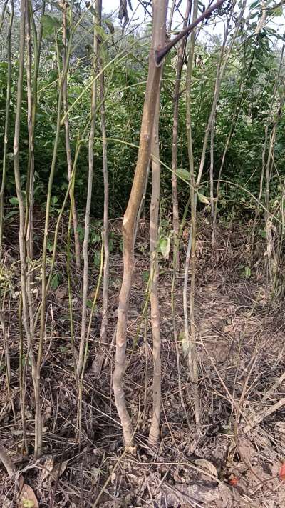 出售臭椿苗，巨峰葡萄苗。药用连翘苗，科研五号优质种苗，2/5年苗，药用连翘树，挂果树，全国包邮到家！财富密码18534302961