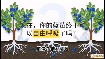 第3节：别把树&ldquo;憋死&rdquo;&mdash;&mdash;正确的定植与换盆手法,   课程：《蓝莓&ldquo;高产&rdquo;实战课：从选苗到丰收的10个关键点》