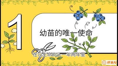 第6节：修剪决定产量（上）&mdash;&mdash;幼苗期与生长期修剪， 课程：《蓝莓&ldquo;高产&rdquo;实战课：从选苗到丰收的10个关键点》