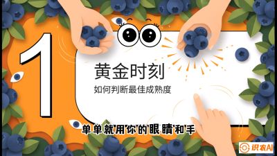 第10节：完美的&ldquo;果粉&rdquo;&mdash;&mdash;采摘时机与保鲜， 课程：《蓝莓&ldquo;高产&rdquo;实战课：从选苗到丰收的10个关键点》