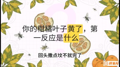 第一节：保命生死线&mdash;&mdash;黄龙病与木虱，课程：《柑橘十大病虫害：从入门到精通》