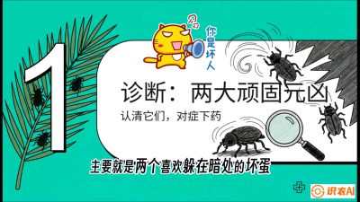 第06节：顽固虫害防治&mdash;&mdash;&ldquo;钻心虫与红蜘蛛，打准时间才服输&rdquo;《槟榔种植：从不懂到精通的10堂必修课》