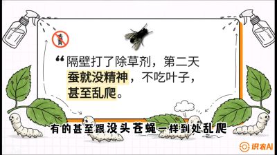 第05节：养蚕人的&ldquo;排雷战&rdquo;&mdash;&mdash;除草剂的生死禁忌，课程：《桑海淘金：桑树高产与蚕桑安全进阶实战课》