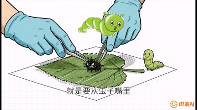 第07节：虫口夺叶（下）&mdash;&mdash;不得不打药时的&ldquo;解毒术&rdquo;，课程：《桑海淘金：桑树高产与蚕桑安全进阶实战课》