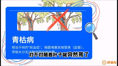 第08节：看不见的杀手&mdash;&mdash;青枯病与萎缩病，课程：《桑海淘金：桑树高产与蚕桑安全进阶实战课》