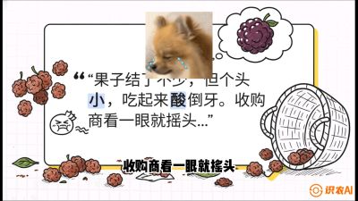 第10节：甜蜜的科学&mdash;&mdash;膨大、增甜与转色，课程：《桑海淘金：桑树高产与蚕桑安全进阶实战课》