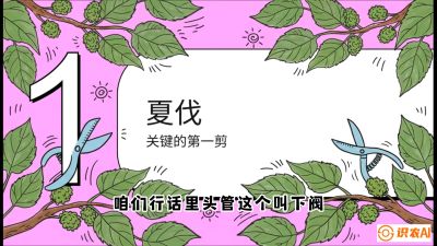 第11节：叶果双收&mdash;&mdash;特殊的夏伐与冬伐，课程：《桑海淘金：桑树高产与蚕桑安全进阶实战课》