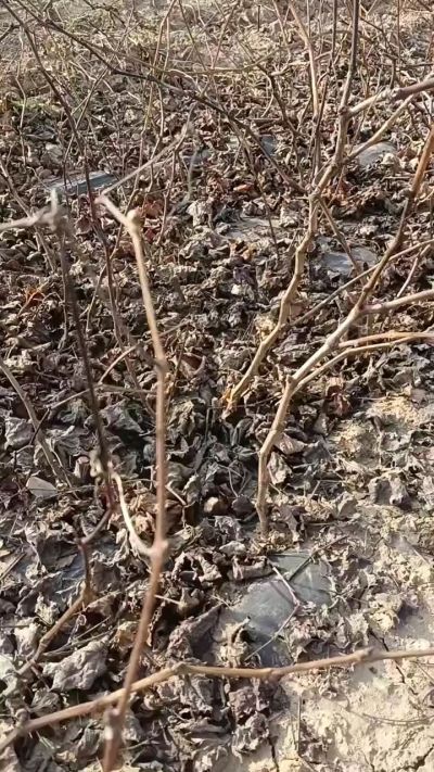 户太八号葡萄苗，一年扦插苗，需要联系，全国包邮到家。18534302961