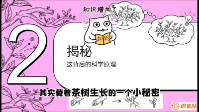 第04节（修剪篇）：树势复活术：从&ldquo;越剪越弱&rdquo;到&ldquo;枝繁叶茂&rdquo;的能量管理与夏秋茶逆袭，课程：《茶金时代：从&ldquo;看天吃饭&rdquo;到&ldquo;精准控局&rdquo;的茶叶高产提质实战课》