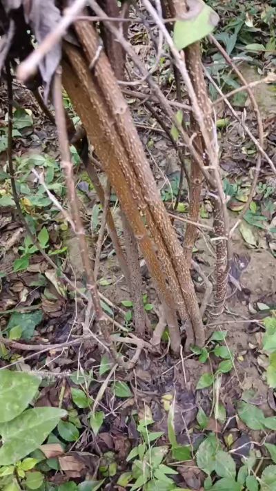 出售药用连翘苗，科研五号优质种苗，2/5年苗，药用连翘树，挂果树，全国包邮到家！财富密码18534302961出售药用连翘苗，科研五号优质种苗，2/5年苗，药用连翘树，挂果树，全国包邮到家！财富密码1