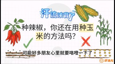 第1节：【品种定江山】工业辣椒vs小米辣：底肥公式与密度陷阱的&ldquo;百万生意经&rdquo;，课程：《辣椒种植实战特训营，从工业辣椒到精品小米辣，教你如何把&ldquo;草&rdquo;种成&ldquo;金&rdquo;》