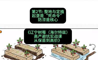 第二节： 整地与定植&mdash;&mdash;起垄是&ldquo;死命令&rdquo;，防涝是核心，课程：《辽宁树莓（海尔特兹）高产避坑实战课：从保苗到高价》