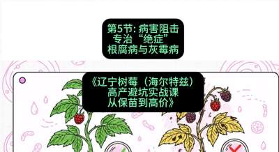 第五节： 病害阻击&mdash;&mdash;专治&ldquo;绝症&rdquo;根腐病与灰霉病，课程：《辽宁树莓（海尔特兹）高产避坑实战课：从保苗到高价》