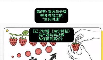 第六节： 采收与分级&mdash;&mdash;鲜食与加工的&ldquo;生死时速&rdquo;，课程：《辽宁树莓（海尔特兹）高产避坑实战课：从保苗到高价》
