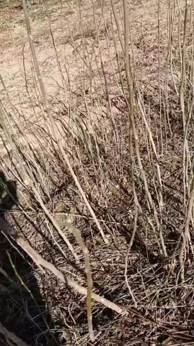 出售臭椿苗，巨峰葡萄苗。药用连翘苗，科研五号优质种苗，2/5年苗，药用连翘树，挂果树，全国包邮到家！财富密码18534302961