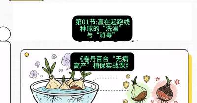 第01节：赢在起跑线&mdash;&mdash;种球的&ldquo;洗澡&rdquo;与&ldquo;消毒&rdquo;，课程：《卷丹百合&ldquo;无病高产&rdquo;植保实战课》#识农AI