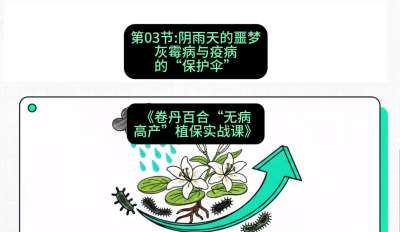 第03节：阴雨天的噩梦&mdash;&mdash;灰霉病与疫病的&ldquo;保护伞&rdquo;，课程：《卷丹百合&ldquo;无病高产&rdquo;植保实战课》#识农AI