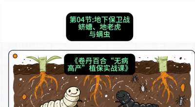 第04节：地下保卫战&mdash;&mdash;蛴螬、地老虎与螨虫 ，课程：《卷丹百合&ldquo;无病高产&rdquo;植保实战课》#识农AI