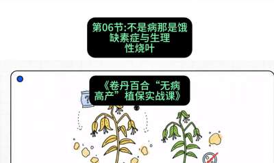 第06节：不是病那是饿&mdash;&mdash;缺素症与生理性烧叶 ，课程：《卷丹百合&ldquo;无病高产&rdquo;植保实战课》#识农AI
