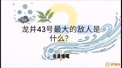 第04节：龙井双璧&mdash;&mdash;龙井43与群体种的差异化护养（重点），课程：《茗茶卫士&mdash;&mdash;茶叶病虫害绿色防控实战课》#识农AI
