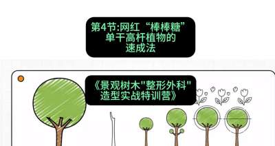 第04节：网红&ldquo;棒棒糖&rdquo;&mdash;&mdash;单干高杆植物的速成法，课程：《景观树木&ldquo;整形外科&rdquo;造型实战特训营》#识农AI