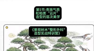 第05节：贵族气质&mdash;&mdash;松柏类&ldquo;云片&rdquo;造型的层次美学，课程：《景观树木&ldquo;整形外科&rdquo;造型实战特训营》#识农AI