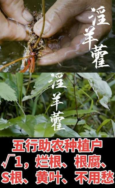 177，1907，0725，V 同号
1  老乡们！种淫羊藿不用乱买肥，咱这款专用肥，针对淫羊藿习性配的，壮苗防烂根，采收多卖钱，用过都回头！
2  咱种淫羊藿图的就是省心高产！专用肥薄肥勤施，苗不烧