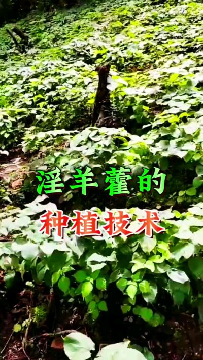 揭秘&ldquo;仙草&rdquo;淫羊藿的种植密码！耐严寒耐贫瘠，林下套种不占耕地，管理简单还能套种其他作物，一亩地的投入两亩地的收益～ 想返乡创业的赶紧码住！ #淫羊藿种植技术 #返乡创业项目 #药材种植指南 #农业新风