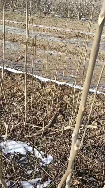 臭椿苗，一年苗，需要联系我，全国包邮到家。18534302961