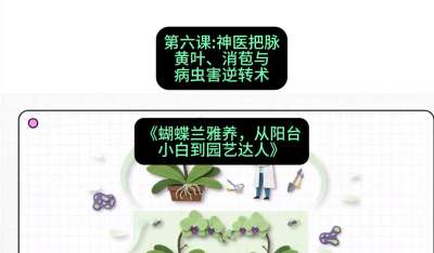 第六节：神医把脉：黄叶、消苞与病虫害逆转术，课程：《蝴蝶兰雅养六讲：从阳台小白到园艺达人》#识农AI
