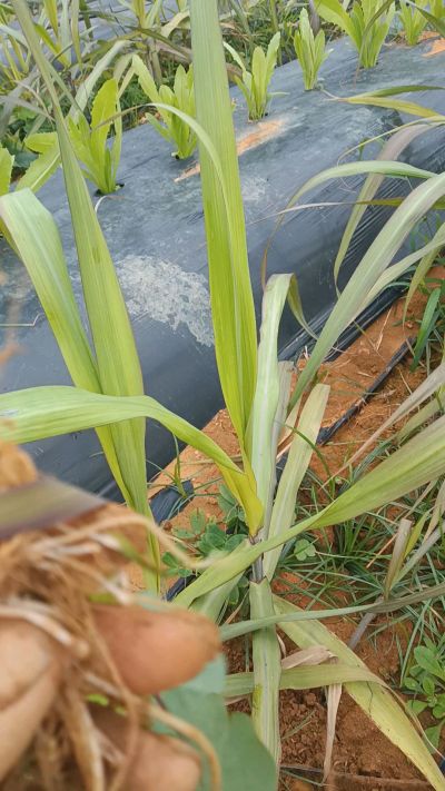 黑甘蔗种植下去，三个月。第一次追肥，