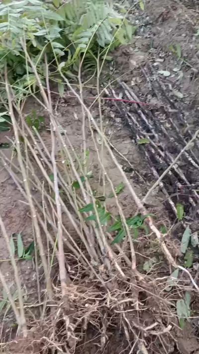 出售臭椿苗，巨峰葡萄苗。药用连翘苗，科研五号优质种苗，2/5年苗，药用连翘树，挂果树，全国包邮到家！财富密码18534302961